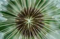 Close-up paardebloem van Angela Wouters thumbnail