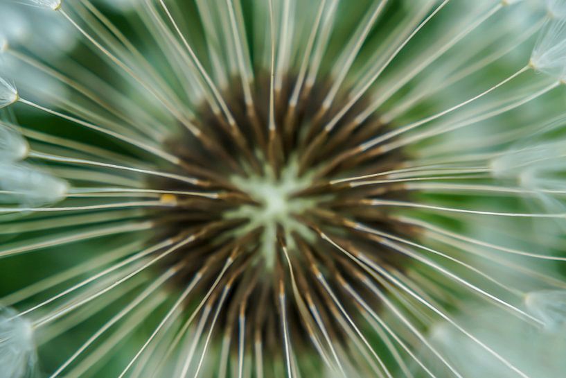 Close-up paardebloem van Angela Wouters