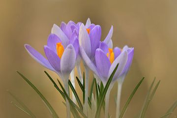 Crocus sur John Leeninga