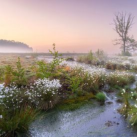 Morgenstimmung im Moor von Daniela Beyer
