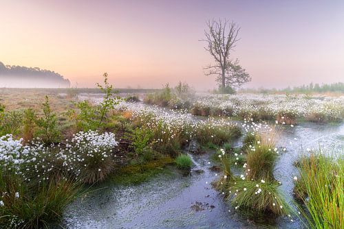 Morgenstimmung im Moor von Daniela Beyer