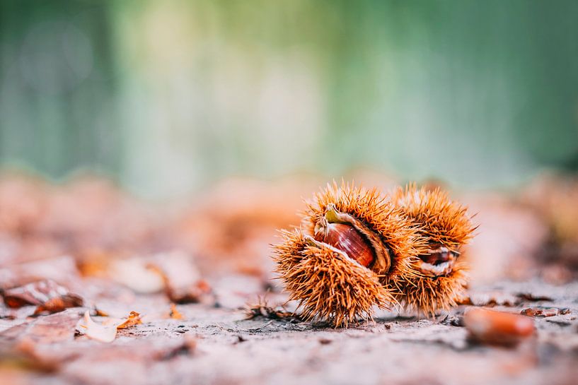 Kastanjes in Herfst van Huub Keulers