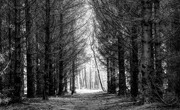 Into the forest... van PvdH Fotografie