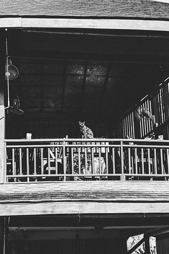 Verblijf in een Eco Lodge: Duurzaam Toerisme in Khao Sok, Thailand