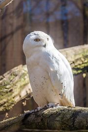 White out at Westleteren