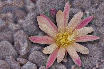 Rebutia heliosa - Cactus