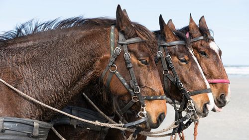 Têtes de cheval