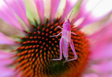 Roze Sprinkhaan van Het Boshuis