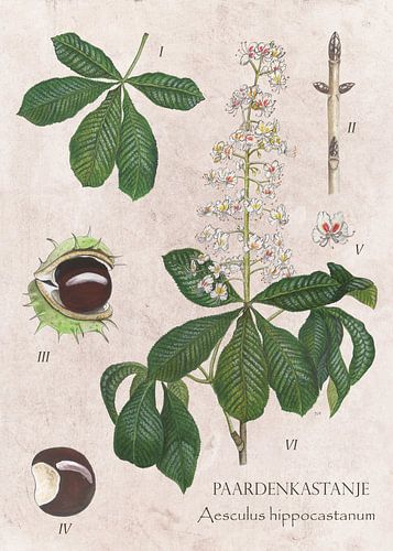 Paardenkastanje - levenscyclus