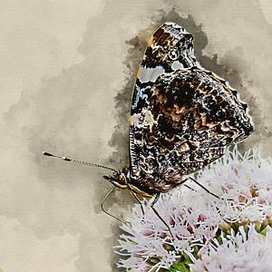 Atalanta-Schmetterling mit geschlossenen Flügeln (Kunst)