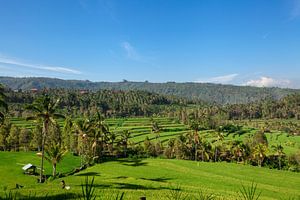 Munduk, Bali. Aan alle kanten omgeven door dichte junglevegetatie zijn felgroene terrassen om rijst 