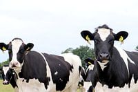 Cows