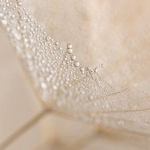 Abstraction in soft natural colours: Drops on a piece of fluff