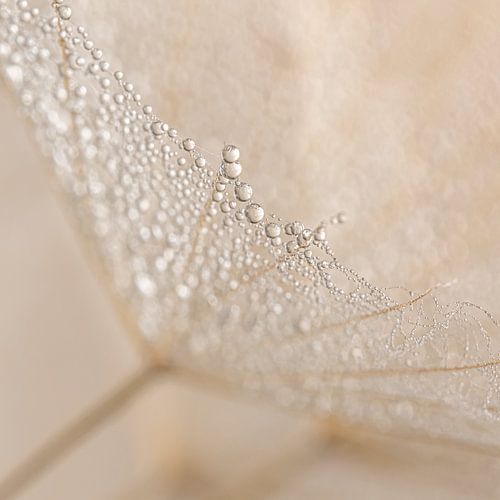 Abstraction in soft natural colours: Drops on a piece of fluff by Marjolijn van den Berg