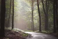 Sun among the trees in the forest