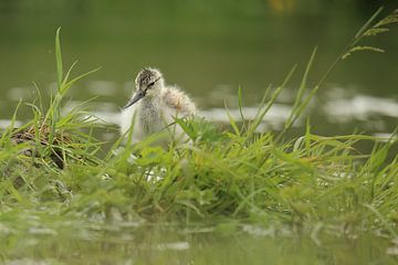 Kluut met pullen van Rinnie Wijnstra (FotoAmeland )