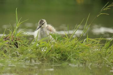 Avocette à bec bigarré sur Rinnie Wijnstra