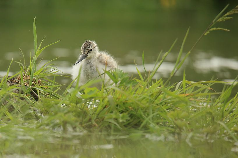 Säbelschnäbler von Rinnie Wijnstra (FotoAmeland )