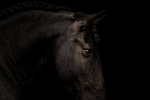 Portrait fine art cheval frison
