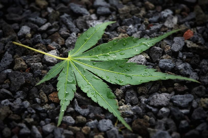 Acer von Maickel Dedeken