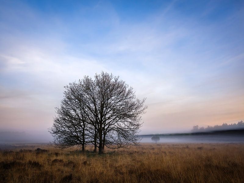 Ermelose heath in the morning by Eddy Westdijk