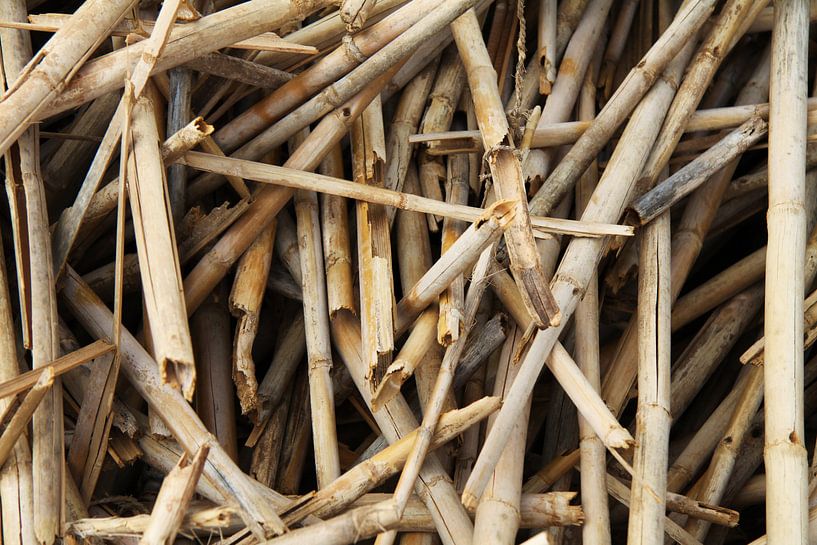 Bamboe van Larka Louwe
