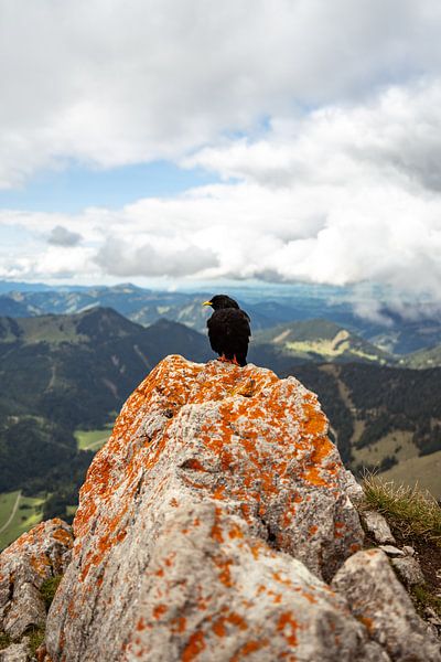 Alpine jackdaw at the summit of the Aggenstein by Leo Schindzielorz