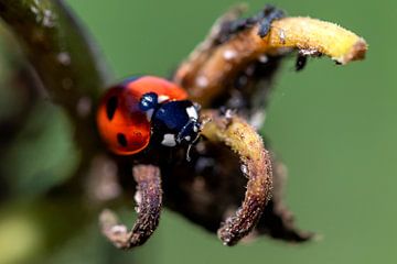 A macro portrait of a ladybug sitting at the tip of a branch in a wilted flower. The insect was just van Joeri Mostmans