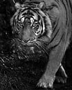 Le tigre vous surprend en douce par Patrick van Bakkum Aperçu