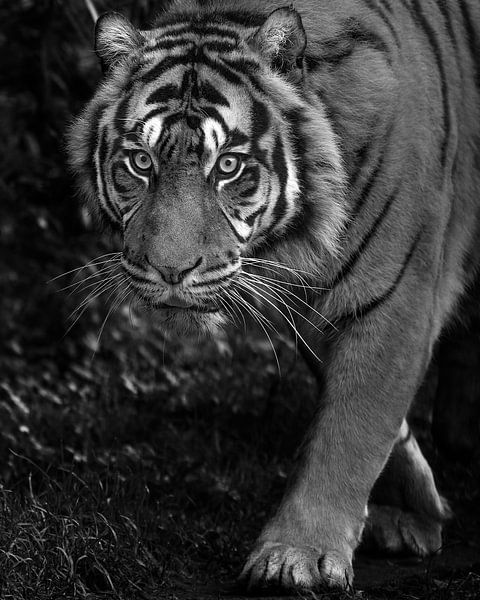 Le tigre vous surprend en douce par Patrick van Bakkum