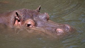 L'hippopotame garde son sang-froid