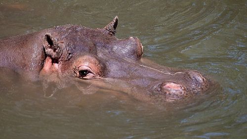Hippopotamus keeps his cool
