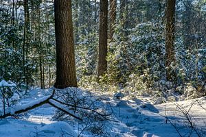 Lichtshow im Schnee