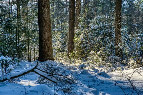 Lichtspel in de sneeuw