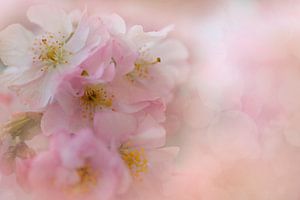 Blüte der japanischen Kirsche