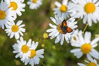 kleine vuurvlinder in magrietenveld