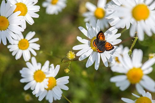 kleine vuurvlinder in magrietenveld