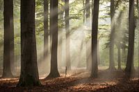 Solar harp forest
