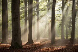 Forêt de haricots solaires