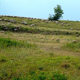 Schaapskudde onderweg sur Wilma Rigo