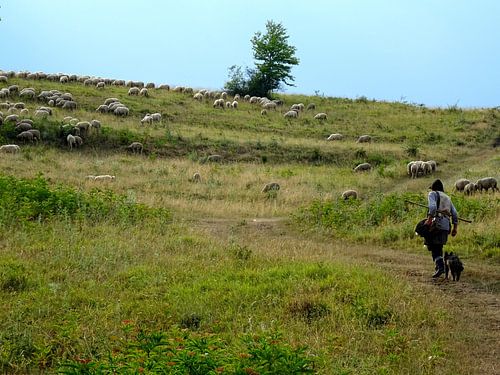 Schaapskudde onderweg