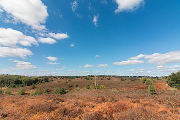 The heather of Arnhem