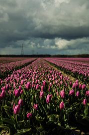Tulips in the field by Robert Snoek