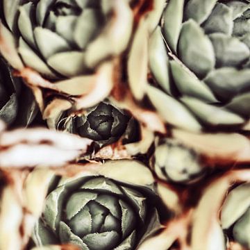 DARKSIDE OF SUCCULENTS IXb by Pia Schneider