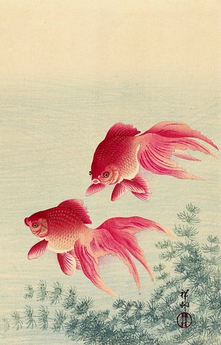 Twee sluierstaart goudvissen, Ohara Koson