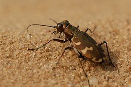 Dünen-Sandlaufkäfer von Rafael Delaedt