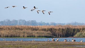 Graugänse fliegen über die Landschaft von Texel