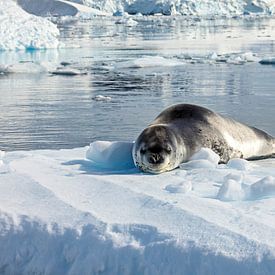 Sea leopard on an ice floe by Roland Brack