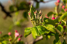 Nahaufnahme einer Blüte an einem Apfelbaum in einem Obstgarten in der Betuwe.