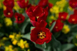 Beautiful, unusual tulips by Kim Weijland